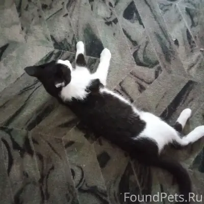 Пропал котёнок, 