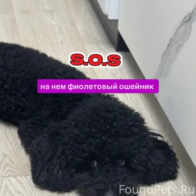 Пропал той пудель 