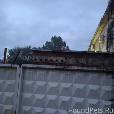 Найден крупный кот, Тольятти, улица Голосова