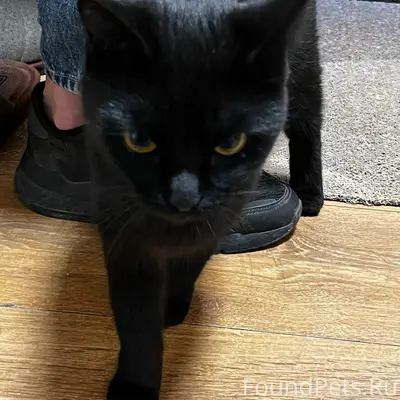 Найдена кошка, мкр. Восточный