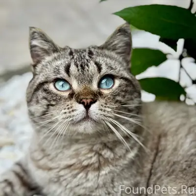 Найден кот, Замелекесье