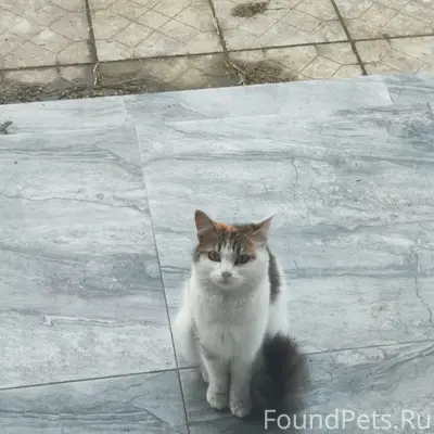 Найдена трехцветная кошка, г. Бузулук