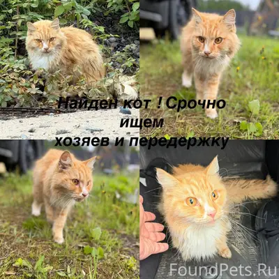 Найден рыжий кот, лес перед ЖД переездом