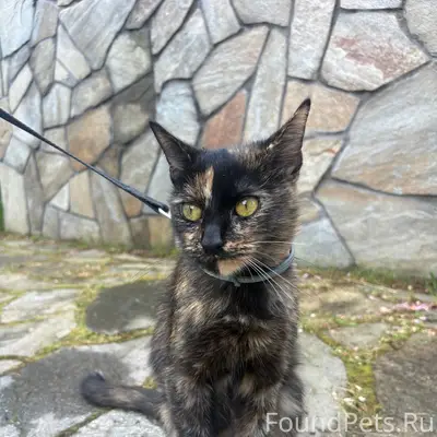 Найдена кошка, поселок Нурма