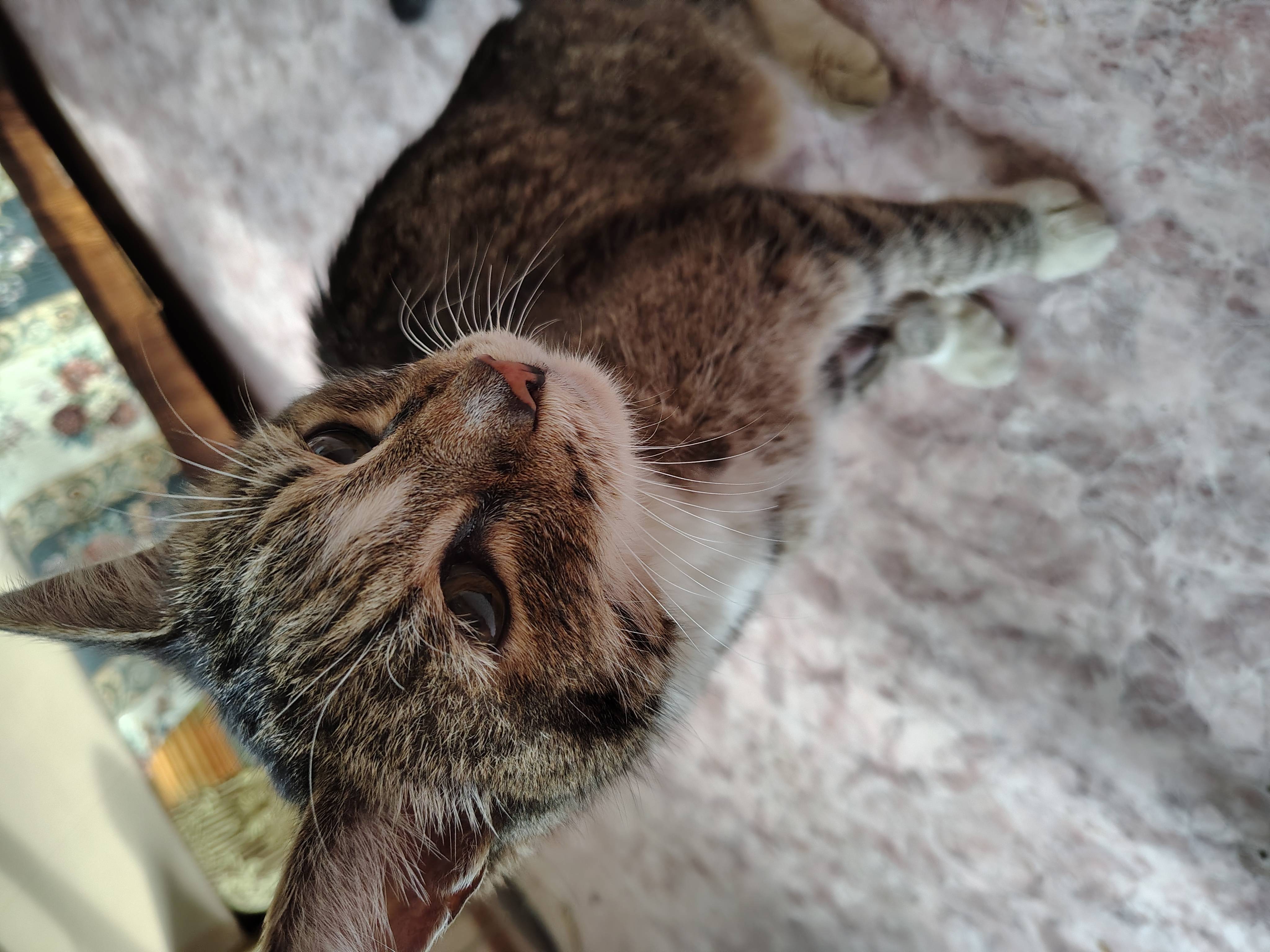 Нашли кошечку, Курчатовский р-н, Клайна