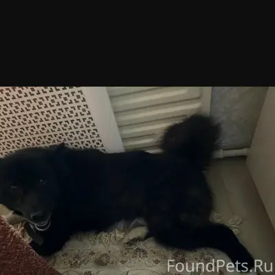 Найден пёс, без породы, район не указан