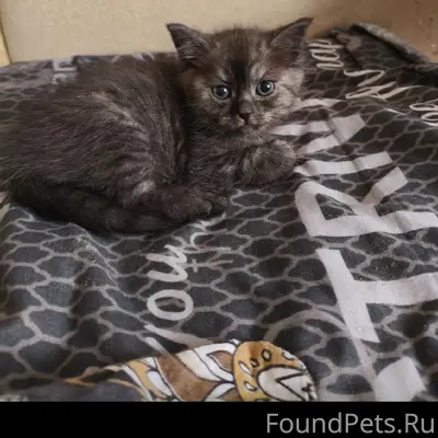 Пропал котёнок, место не указано