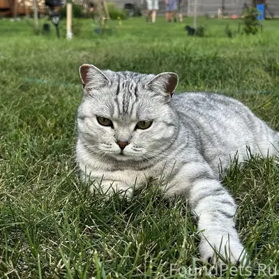 Найдена кошка Буся, Усадьба