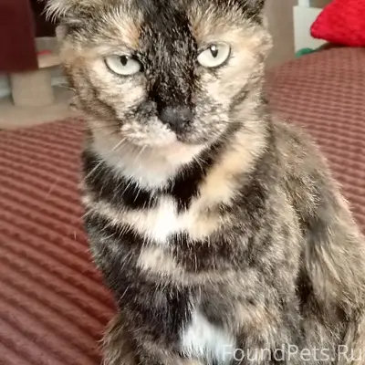 Найдена кошка, Красногвардейская