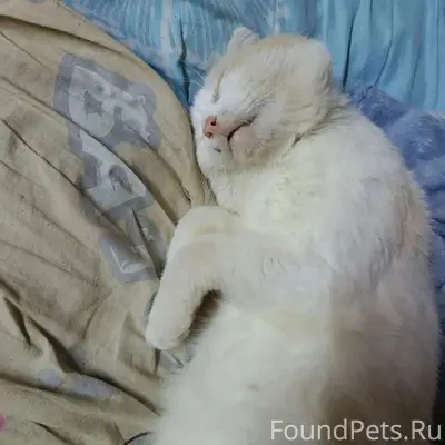 Пропал кот Серёжа