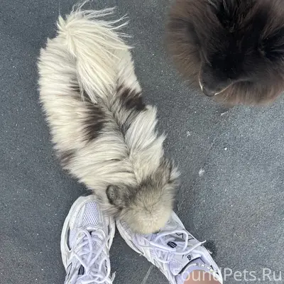 Пропала собака, деревня Литвиново