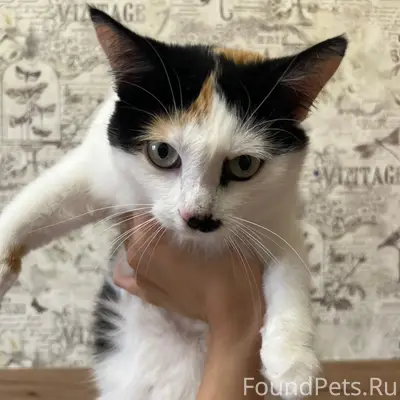 Пропала трехцветная кошка, район ул. Володарского