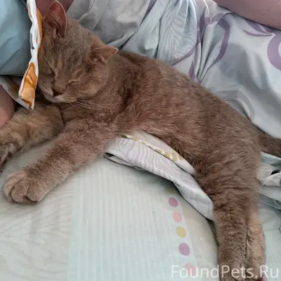 Пропал кот Моджо, район дач СОНТ Мечта 2