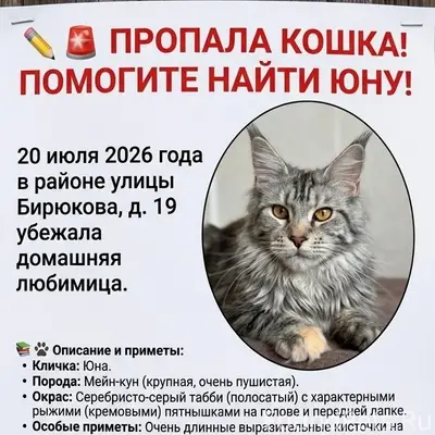 Пропала Мейн-кун Юна, улица Бирюкова