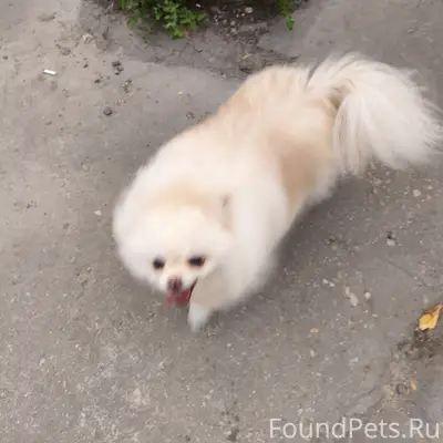 Найдена белая собачка