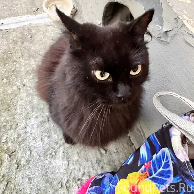 Найдена чёрная кошка, ищем дом