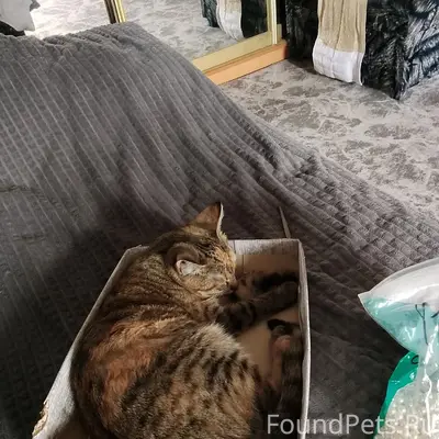 Пропала кошка,