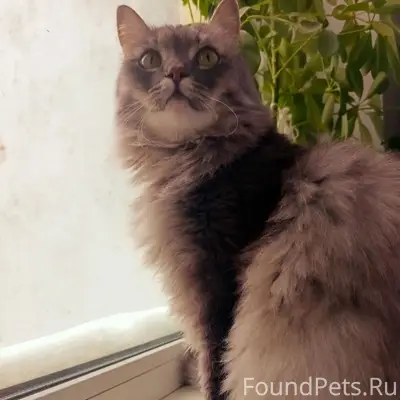Пропала кошка Буся