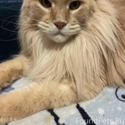 Найден рыжий кот, похож на мейн-куна, Югорск