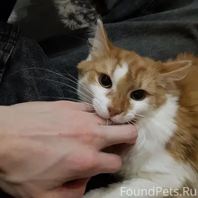 Пропал рыжий кот Артас, Дедовск