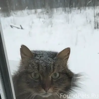 Пропал кот, посёлок Якушовка