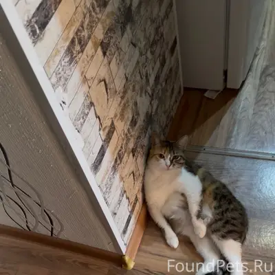 Пропала кошка Плюша