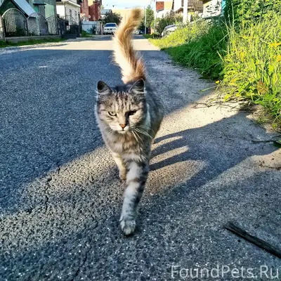 Пропала кошка Орхидея-Орхи, Южный