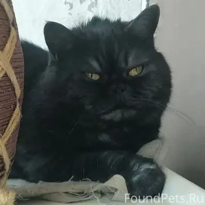 Потерялся кот Семка