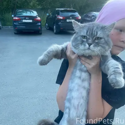 Найден кот, ЧТЗ, Челябинск