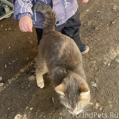 Пропал кот Стёпа, район щапёнок