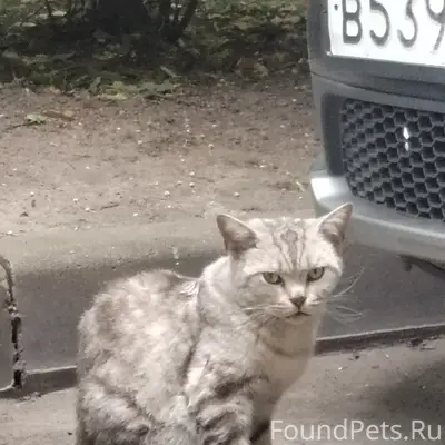 Найден кот/ кошка