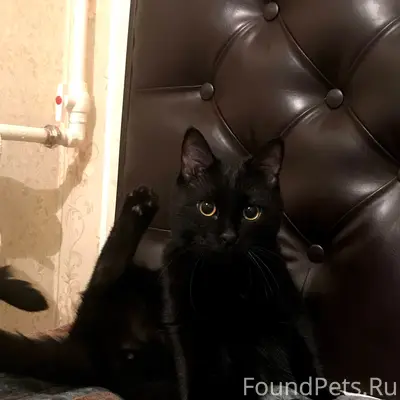 Пропал чёрный кот, район старое Котово