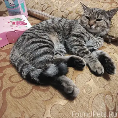 Пропала кошка Ася