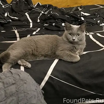 Пропал кот