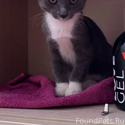Пропал котёнок, улица Госпитальная