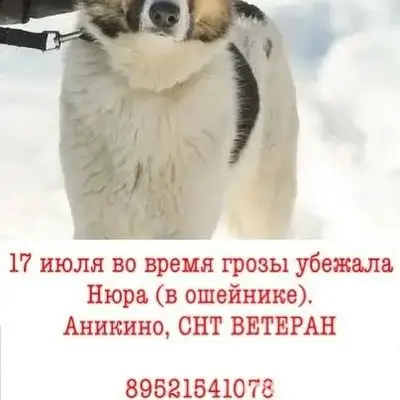 Пропала собака Нюра, Аникино