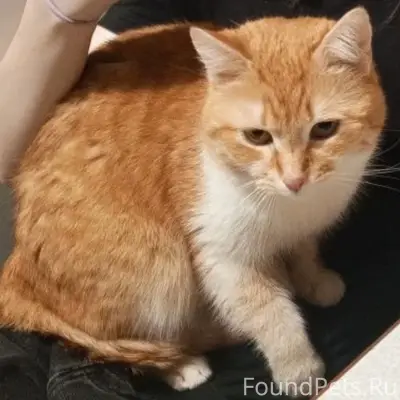 Пропал кот, Колышлей