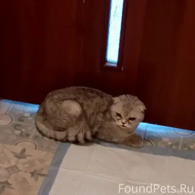 Найдена кошка, ул. Чоппа