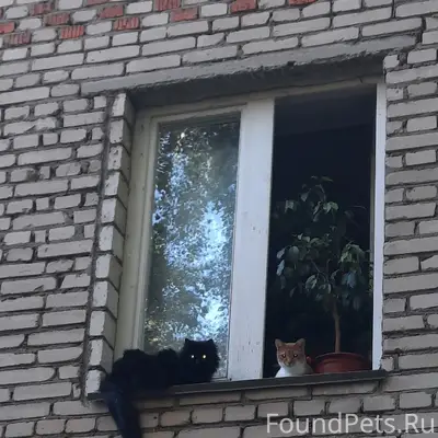 Пропал чёрный кот Абасик, проезд Строителей, Игнатьево