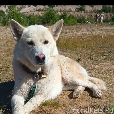 Пропал пёс Тучка, Выборг