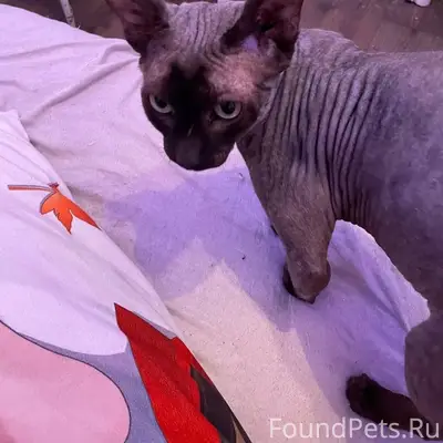 Пропал кот Уголёк