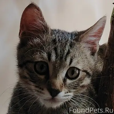 Пропал котёнок, ул. Фестивальная