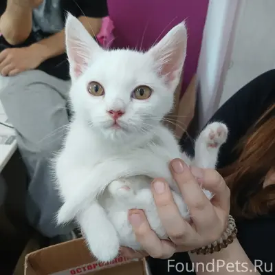 Найдена белая кошка, ищем хозяина