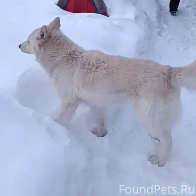 Пропала собака Рада, пос. Белоярский