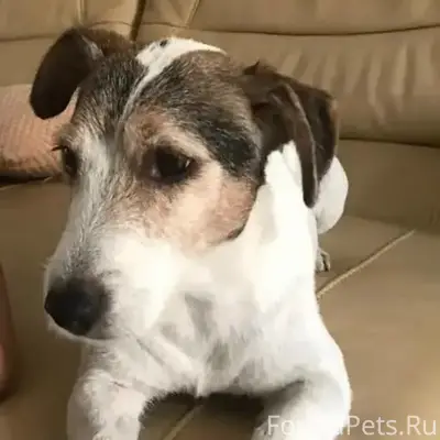 Пропал джек рассел Цент, Ростов-на-Дону