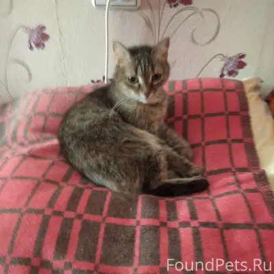 Пропала кошка Ёлка, 6-ые сады, ул. Рябиновая