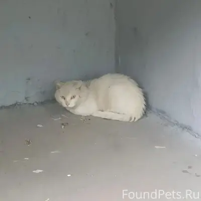 Найдена белая кошка с поврежденной лапой, Химмаш