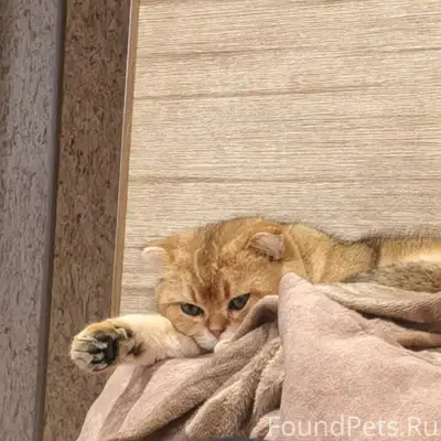 Пропал кот