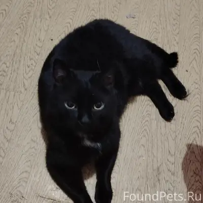 Найден кот, Новый город