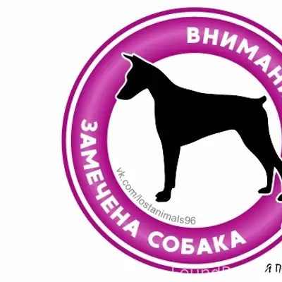 Пропала маленькая коричневая собака, той терьер, Екатеринбург
